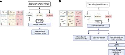 Metabolomic Profiling Reveals Changes in Amino Acid and Energy Metabolism Pathways in Liver, Intestine and Brain of Zebrafish Exposed to Different Thermal Conditions